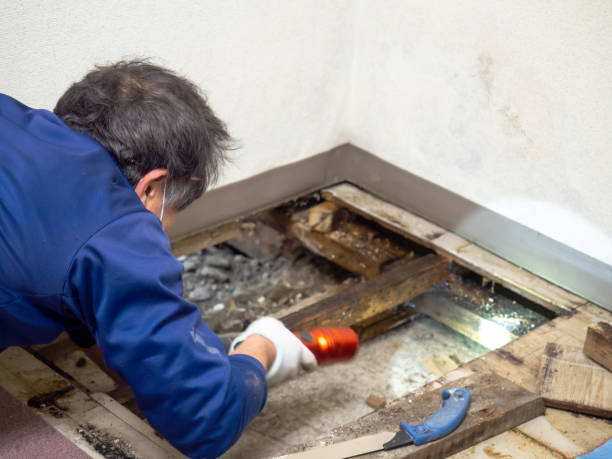 Best Home Mold Removal  in Dos Palos, CA