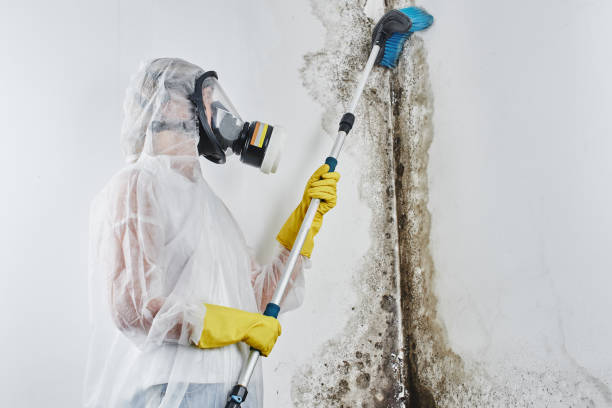 Best Certified Mold Removal  in Dos Palos, CA