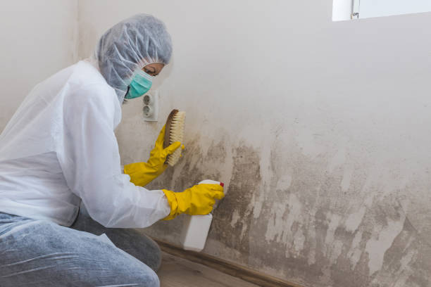 Best Toxic Mold Removal  in Dos Palos, CA