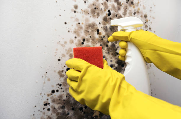 Best Mold Removal Specialists  in Dos Palos, CA